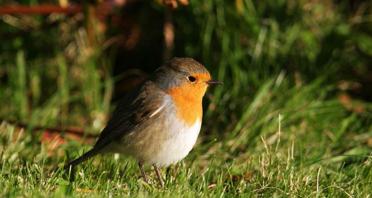 Robin